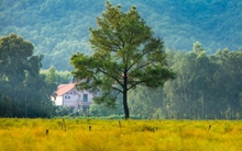 Check-in cánh đồng rễ đẹp mơ màng ở Chí Linh, Hải Dương