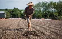 Một loại hạt giá rẻ từ Bờ Biển Ngà đang đổ bộ Việt Nam dù nước ta xuất khẩu đứng đầu thế giới, sản lượng trong 7 tháng bằng cả năm 2022 cộng lại