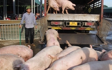 Người chăn nuôi lười tái đàn, có lo thiếu thịt heo cuối năm?