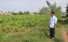 Thông tin mới nhất về mức đền bù đất nông nghiệp không có giấy tờ