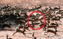 Cách đây hơn 160 năm, người đàn ông mang về 24 con vật lạ khiến Úc thiệt hại hơn 3.100 tỷ mỗi năm