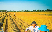 Sẽ lập 'trật tự' xuất khẩu gạo bằng việc áp giá sàn?