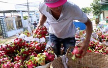 Thực hư thông tin siêu thị Anh ngừng bán thanh long Việt Nam