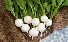 1 loại củ là “nhân sâm trắng”, người Nhật coi như chìa khóa trường thọ, được bán đầy chợ Việt giá vài chục nghìn đồng