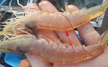 Có nên ăn đường chỉ đen trên lưng con tôm?