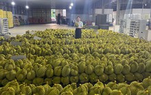 Nóng bỏng mùa sầu riêng Tây Nguyên