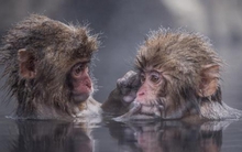 Chuyện ít ai biết về nhân duyên của nữ tuổi Thân