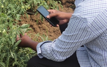 Xu hướng thúc đẩy ứng dụng AI trong sản xuất nông nghiệp