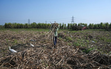 Một loại nguyên liệu quan trọng đang có nguy cơ tăng giá cao nhất trong 3 thập kỷ: Sản lượng thiếu hụt trong 6 năm liên tiếp, Việt Nam nắm sản lượng gần 1 triệu tấn/năm