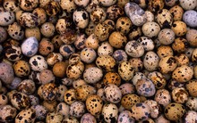 Một loại thực phẩm ví là ‘nhân sâm của động vật’, có thể cải lão hoàn đồng: Có sẵn ở chợ Việt, giá chỉ 2.000 đồng/quả