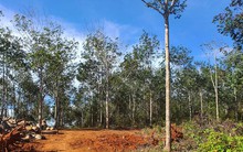 Nguyên giám đốc và người thân được cấp 'sổ đỏ' trên đất lâm nghiệp