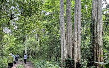 Sử dụng hơn 600ha rừng làm hồ thủy lợi ở Bình Thuận: Được và mất gì?