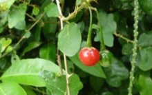 Loại cây dại mọc đầy ở Việt Nam nhưng ít ai để ý tới là 'lá chắn' bảo vệ gan, khớp cực tốt