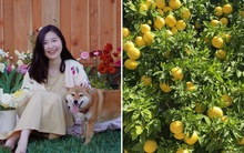 Khu vườn hoa trái xum xuê bị hái trộm, chủ nhân vẫn vui vẻ khi biết danh tính “thủ phạm”