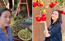 Đã mắt với vườn trái cây trong biệt thự của Hoa hậu Dương Mỹ Linh, có 1 góc đặc biệt ai xa quê cũng thích