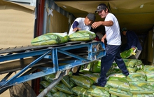 Giá gạo xuất khẩu giảm