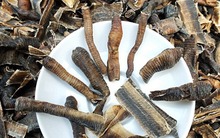 Giun đất có tác dụng gì mà bị săn lùng kiểu tận diệt, giá lên tới 1,5 triệu đồng/kg?