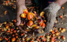 Ấn Độ bất ngờ tăng mạnh nhập khẩu một mặt hàng quan trọng: Là nguyên liệu sản xuất mặt hàng tiêu dùng quen thuộc, Đông Nam Á là nguồn cung chính