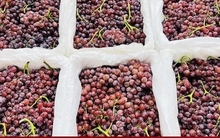 Nho không hạt Trung Quốc đổ bộ chợ Việt, giá siêu rẻ 25.000 đồng/kg
