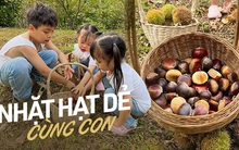 Mùa thu vào rừng thu hoạch hạt dẻ ở các địa điểm cách Hà Nội nhiều nhất 5 tiếng chạy xe