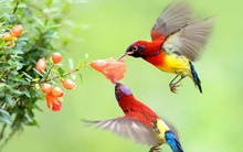 Từ 10.9 đến 20.9, 3 con giáp có sao may mắn chiếu mệnh, tài lộc rực rỡ như cầu vồng