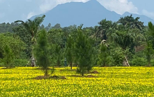 Một đại học "flex" cảnh mùa thu đẹp hơn tranh khiến tân sinh viên xốn xang, mong nhanh tới ngày nhập học