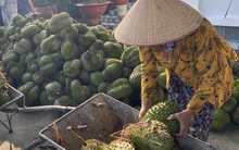 Mưa to trái mùa làm rơi rụng hơn trăm tấn trái sầu riêng ở Tiền Giang