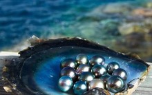 'Đồ bỏ' của động vật lại trở thành đá quý giá đắt đỏ