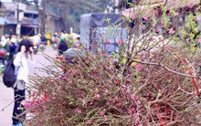 Đào Nhật Tân xuống phố, khoe sắc đón Tết sớm