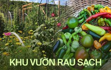 Bà mẹ 2 con từ chối công việc thành phố, cùng gia đình về quê trồng cả vườn rau đẹp như tranh vẽ