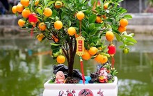 3 loại cây "sinh vượng khí", hấp thu độc tố, 2/3 cây có thể làm thuốc: Ngày Tết nhà nào cũng nên có 1 cây