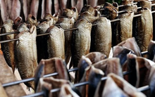 Cá tỷ đô của Việt Nam ‘bơi’ sang quốc gia Nam Mỹ đắt hàng kỷ lục: Xuất khẩu tăng mạnh 5 tháng liên tiếp, sản lượng đứng đầu thế giới