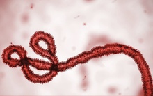 Bệnh lây truyền từ động vật sang người có thể giết chết số người cao gấp 12 lần vào năm 2050