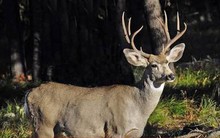 Các nhà khoa học Mỹ cảnh báo bệnh hươu zombie có thể lây sang người