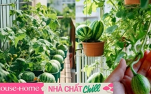 Khu vườn dưa hấu mini trên ban công ''gây bão'' MXH xứ Trung: Có đến 10 giống khác nhau, chủ nhân quanh năm tha hồ thu hoạch