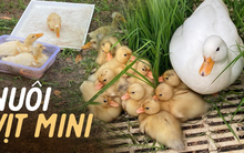 Xu hướng nuôi vịt bé như nắm tay làm thú cưng, nhìn giá tiền nhiều người phải thảng thốt 'hơn cả tháng lương'