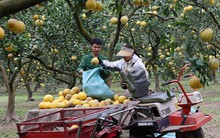 Tất bật thu hoạch giống bưởi đặc sản Thủ đô phục vụ Tết Nguyên đán