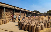 Vượt Trung Quốc, một quốc gia Đông Nam Á trở thành khách hàng lớn thứ 2 của gạo Việt, xuất khẩu tăng đột biến gần 1.000%