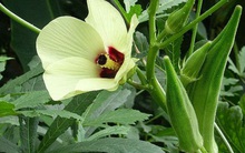 5 món ăn là "insulin tự nhiên" giúp hạ đường huyết hiệu quả, phòng ngừa ung thư: Rất dễ tìm ở chợ Việt