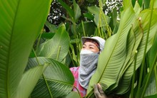 Tất bật thu hoạch lá dong, mong hốt bạc dịp Tết Nguyên đán