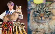 Chi 600 triệu/năm đưa chú mèo đi thi "hoa hậu": Lời khủng sau khi đạt giải, nhưng dễ vỡ mộng nếu không biết điều này