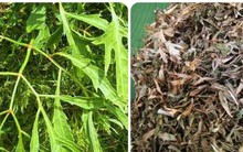 Loại lá thơm dễ tìm, giá rẻ như cho lại bổ dưỡng như nhân sâm