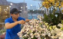 Kiếm 30 triệu đồng mỗi ngày dễ như trở bàn tay nhờ cắm hoa lan ngày Tết