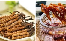 Những người không nên uống đông trùng hạ thảo