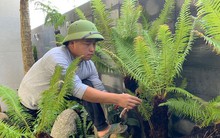 Loài cây mọc dại bờ tường nay làm cảnh giá tiền triệu được săn lùng dịp Tết