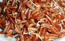 5 thực phẩm dù mọc mầm vẫn dùng được, có khi dinh dưỡng gấp 2, nhiều người lầm tưởng nên bỏ phí