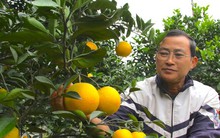 Cam 'tiến vua' 90.000 đồng/quả, vì sao nhà vườn không dám chốt đơn?