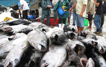 Một loại thực phẩm ‘ngon - bổ - rẻ’ của Việt Nam siêu đắt hàng tại Italy: Xuất khẩu tăng hơn 400%, cả châu Âu đều cực ưa chuộng