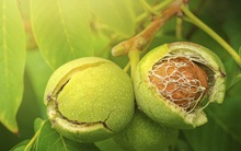 1 loại quả tốt ngang insulin tự nhiên có thể hạ đường huyết, giúp ‘cải lão hoàn đồng’: Có thể tìm mua ở chợ Việt