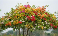 Hoa giấy Tân Dương hút hàng vào dịp Tết